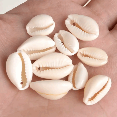 VN975 Conchas del mar para bisutería x12u